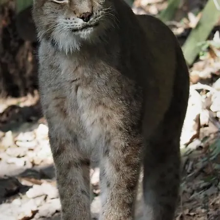 In Ruhiger Lage Am Wanderweg Zum Lilienstein Daire *